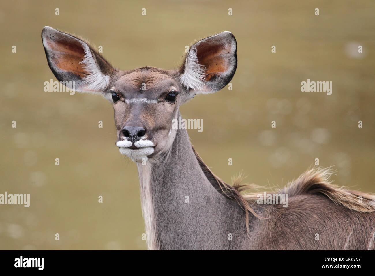Kudu antilope femmina Foto Stock