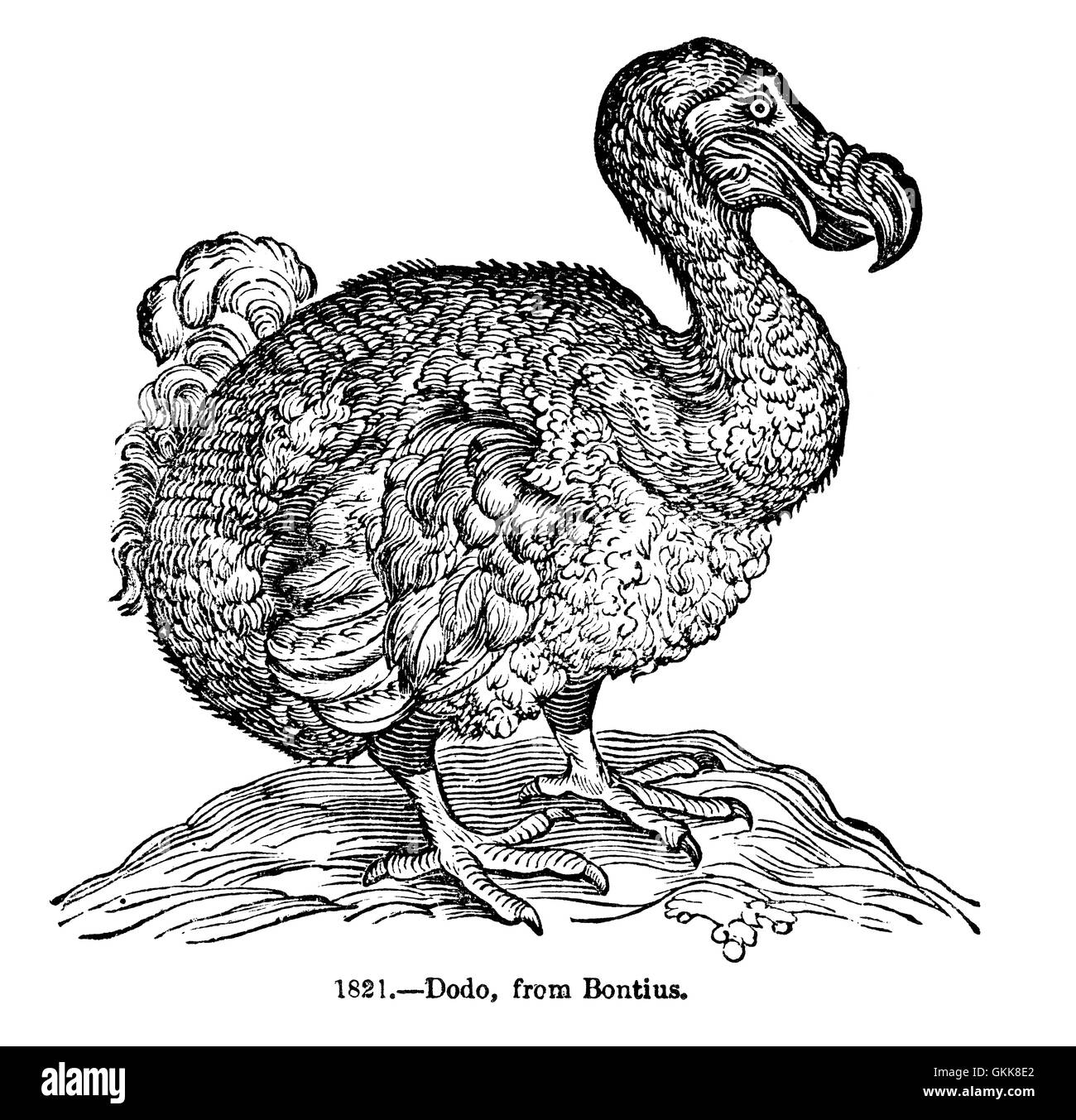 Dodo Bird isolato su bianco Foto Stock
