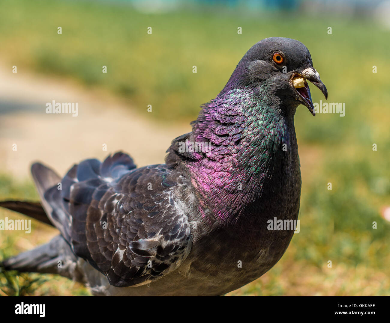 Piccione di mangiare nel parco durante il giorno Foto Stock