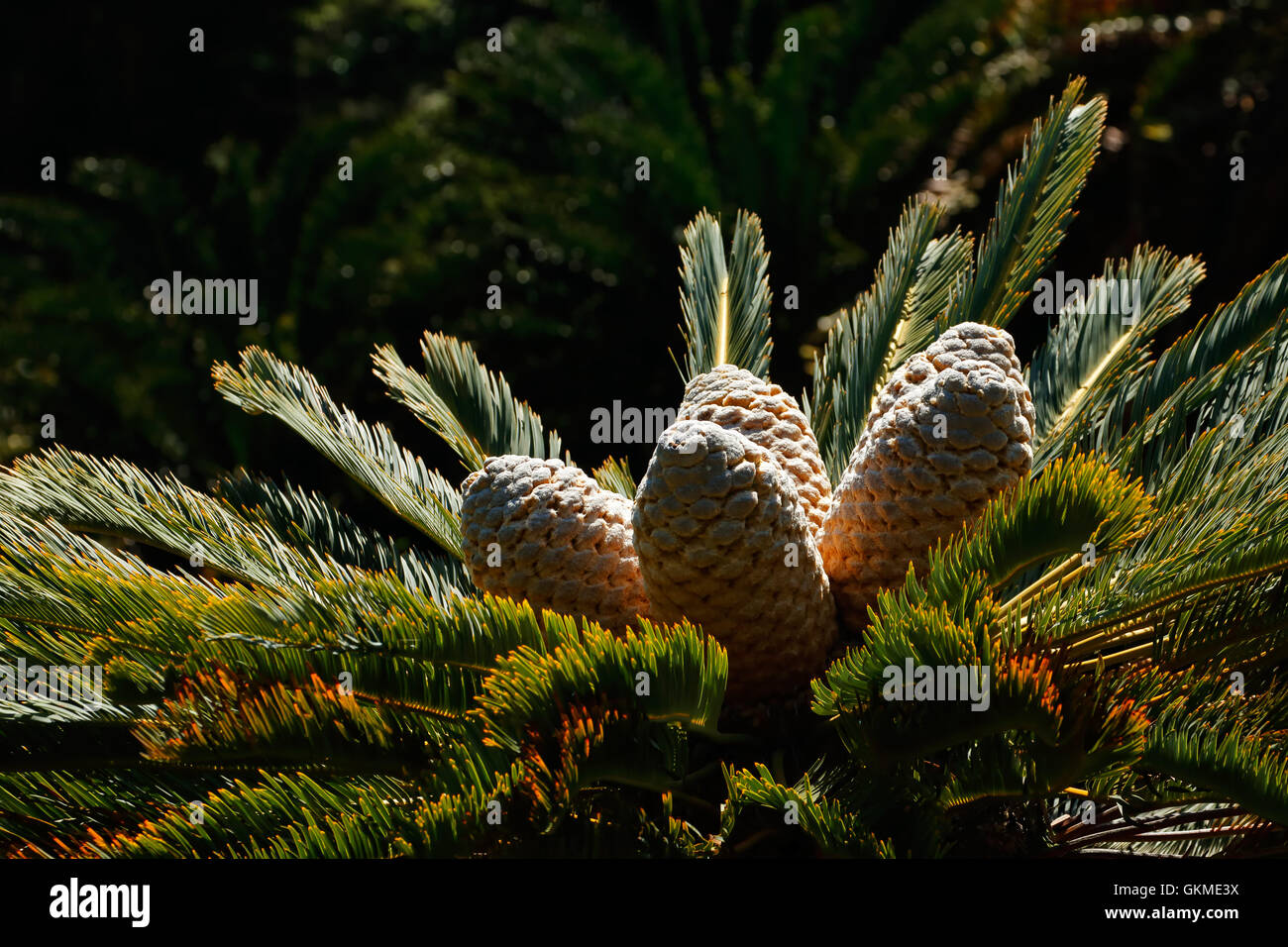 Le foglie e i coni di un raro .cycad (Encephalartos spp.), Sud Africa Foto Stock