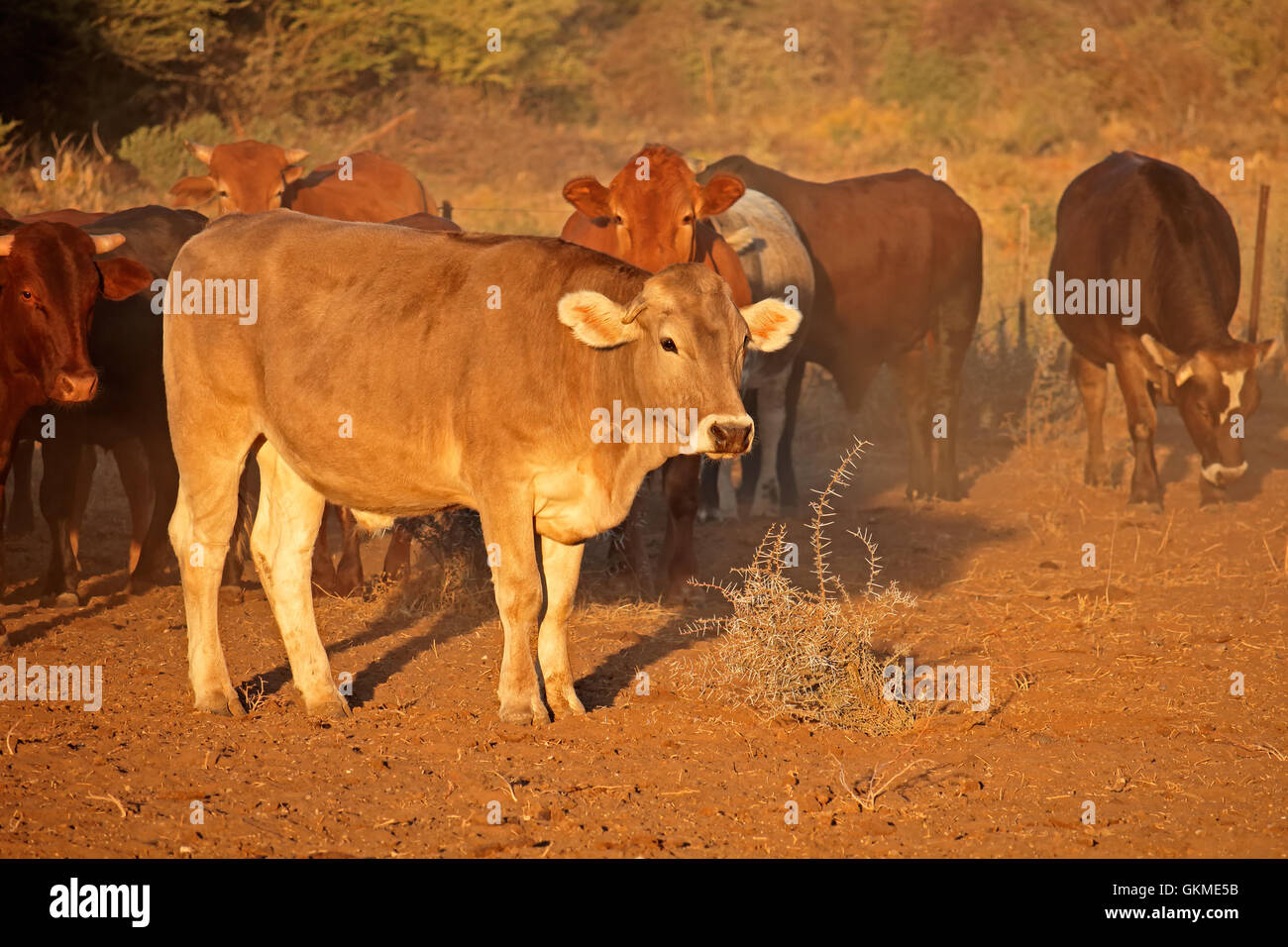Libera compreso il bestiame nel tardo pomeriggio di luce, Sud Africa Foto Stock