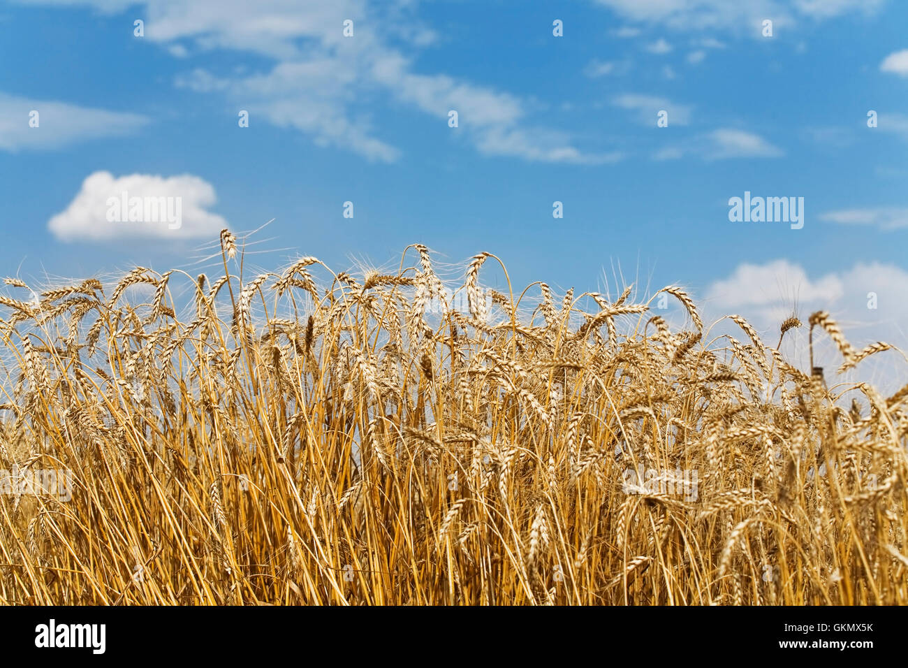 Golden grano e nuvoloso cielo blu Foto Stock