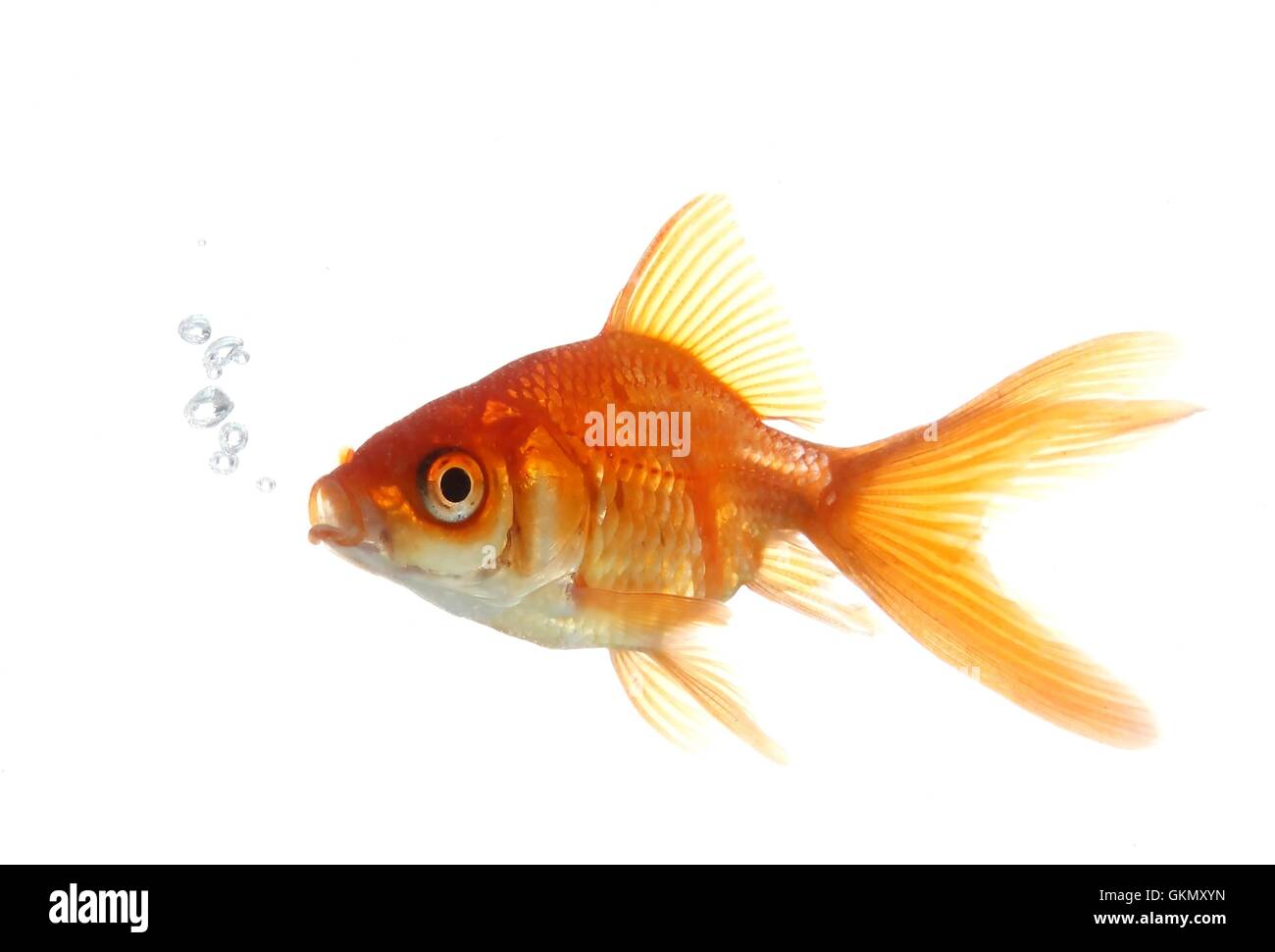 Goldfish soffiare bolle Foto Stock