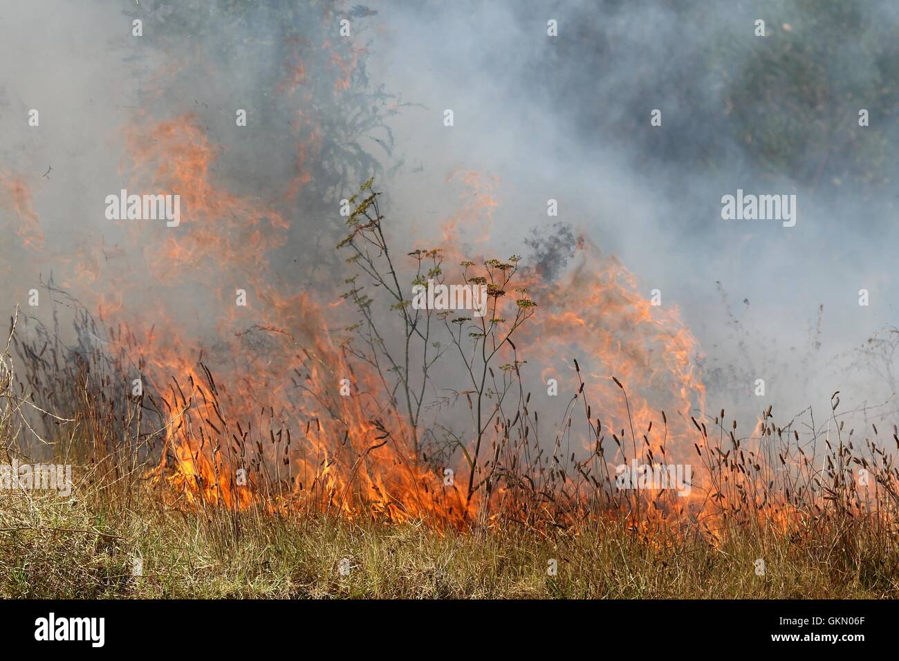 Fuoco di boscaglia Foto Stock