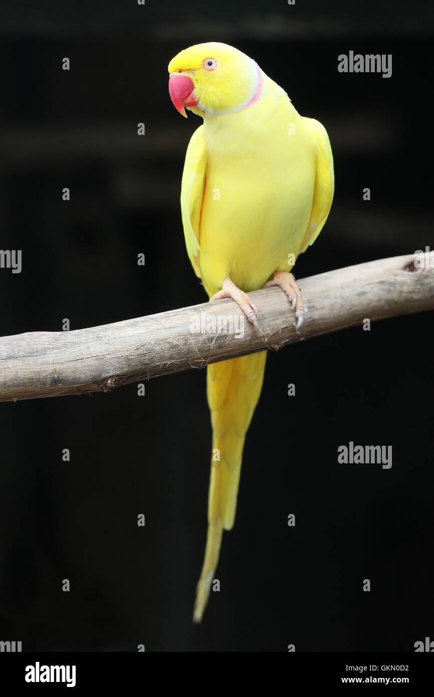Anello giallo-collo Parrot Foto Stock