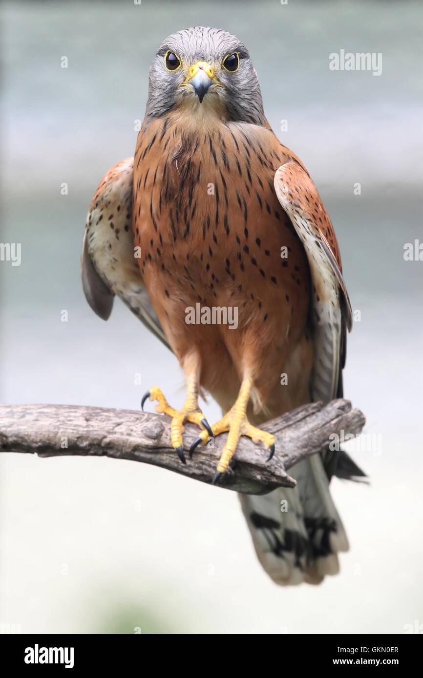 Il Gheppio Rock Bird Foto Stock