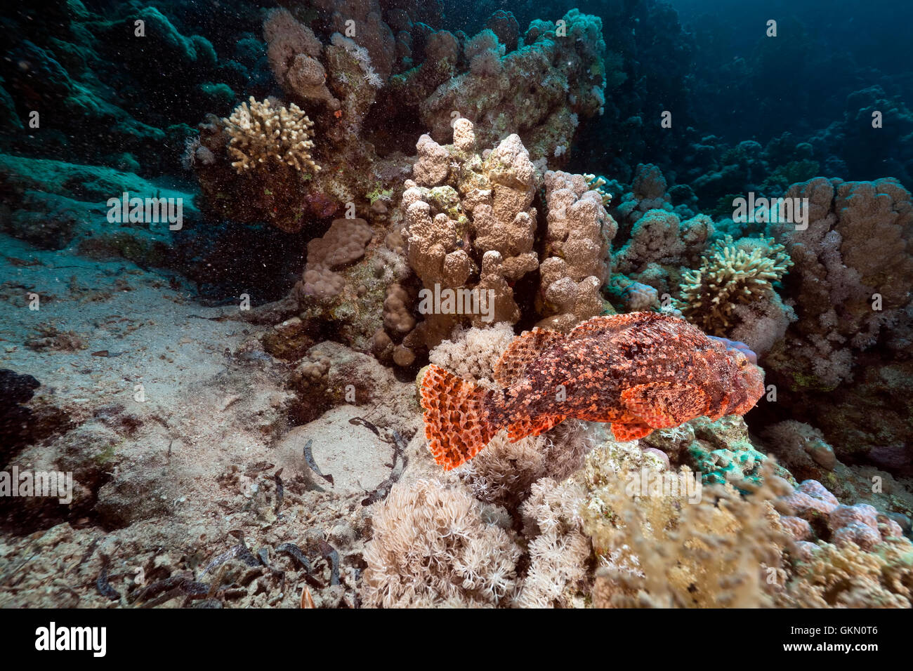 Scorfani nel Mare Rosso. Foto Stock