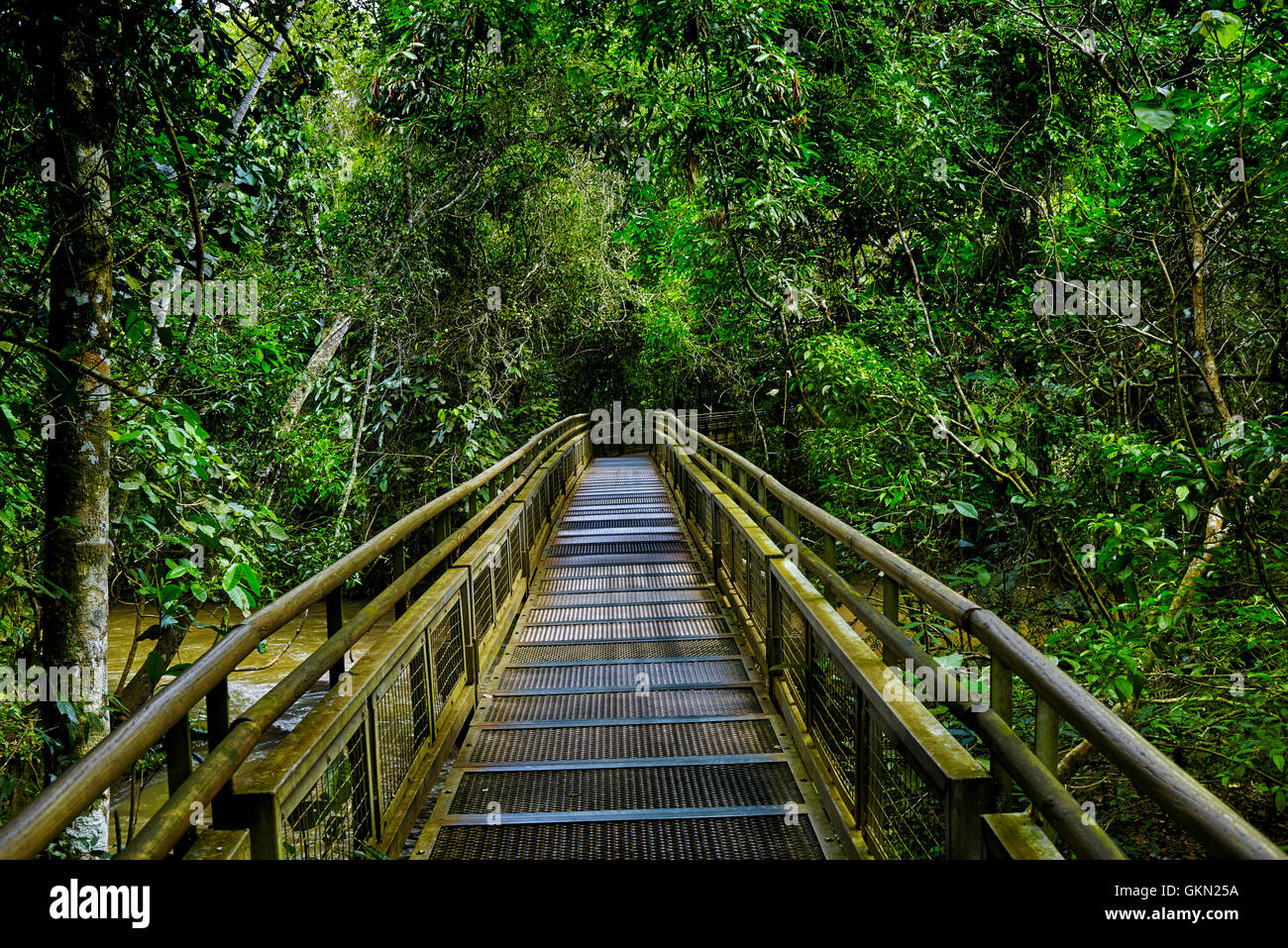 Giungla foresta pluviale,tropic foresta con fern e lussureggiante vegetazione, sentiero natura al lato Argentino delle Cascate di Iguazu Foto Stock