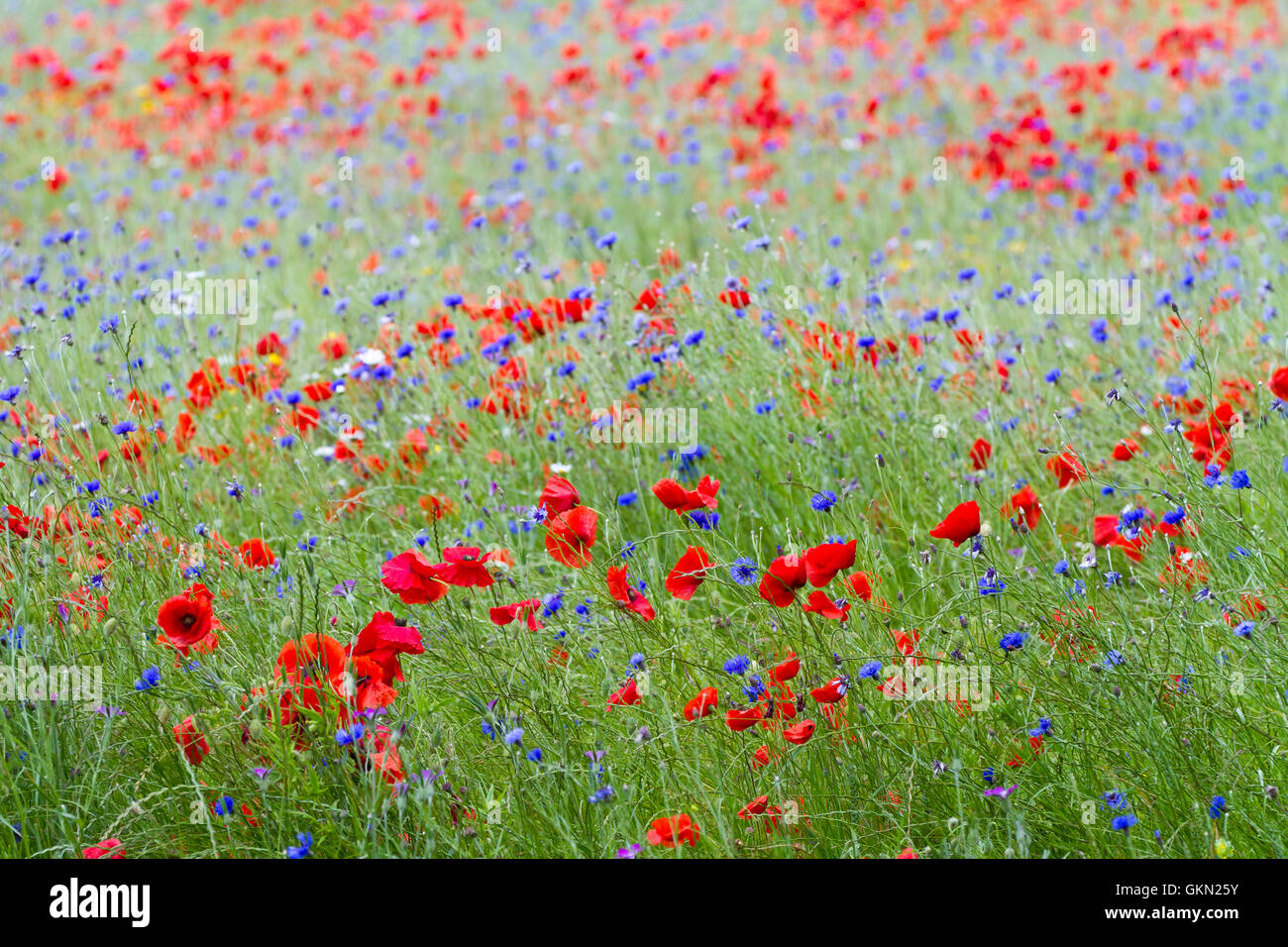 Inglese prato di fiori selvaggi con papaveri e cornflowers Foto Stock