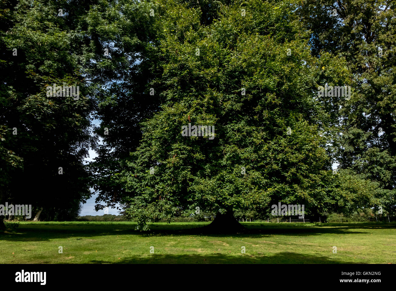 Albero Gigante nel parco di Chateau Grosfy in Normandia, Francia. Foto Stock