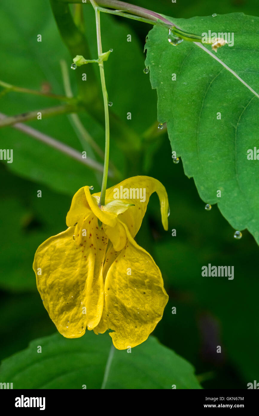 Touch me non-balsam / Balsamo giallo / wild balsam / jewelweed (Impatiens noli-tangere / Balsamina lutea) in fiore Foto Stock