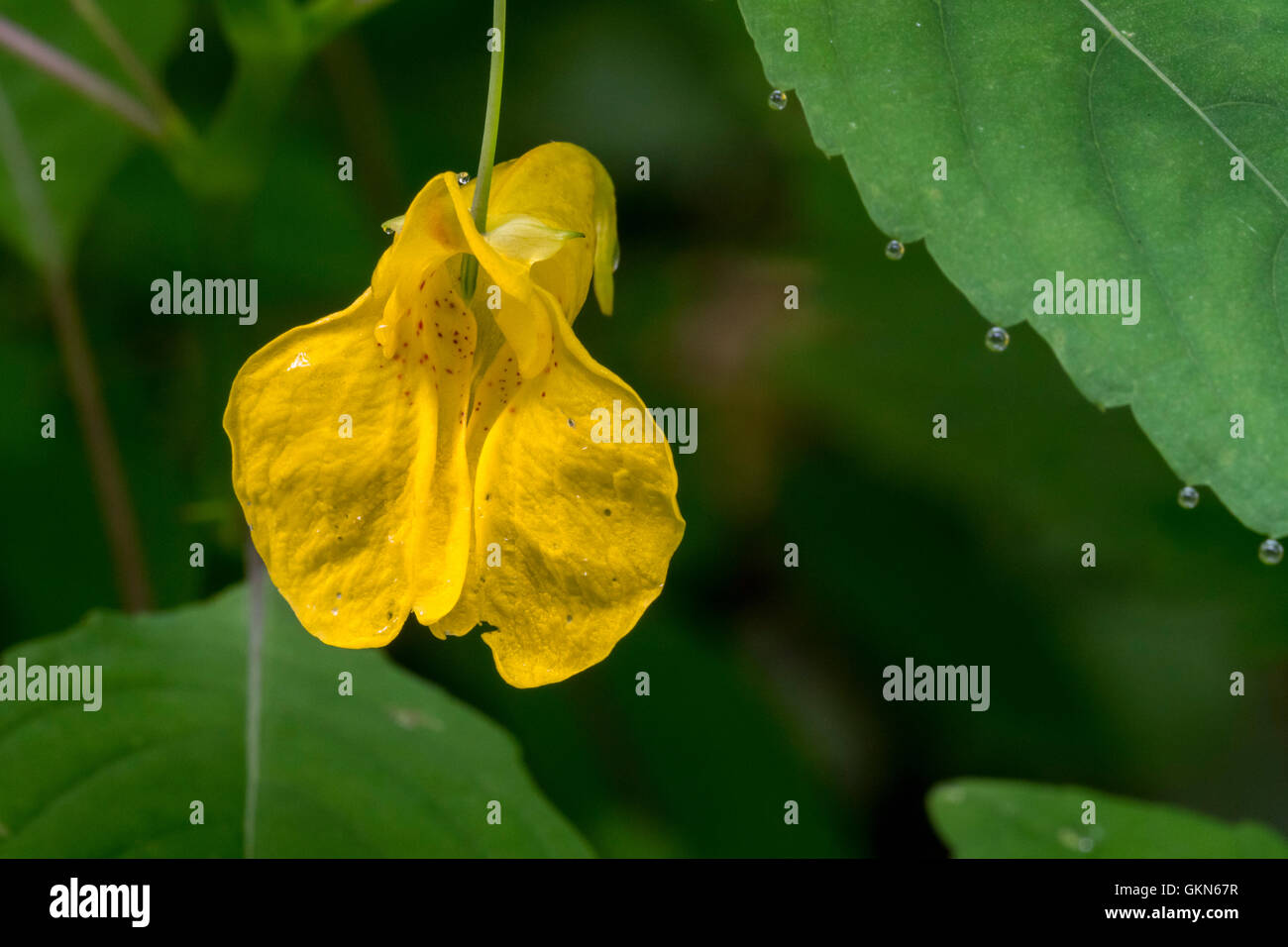 Touch me non-balsam / Balsamo giallo / wild balsam / jewelweed (Impatiens noli-tangere / Balsamina lutea) in fiore Foto Stock