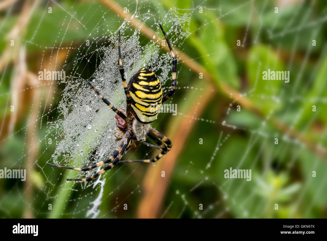 Wasp spider (Argiope bruennichi / Aranea brünnichii) alimentazione su insetti catturati nella spirale web orb Foto Stock