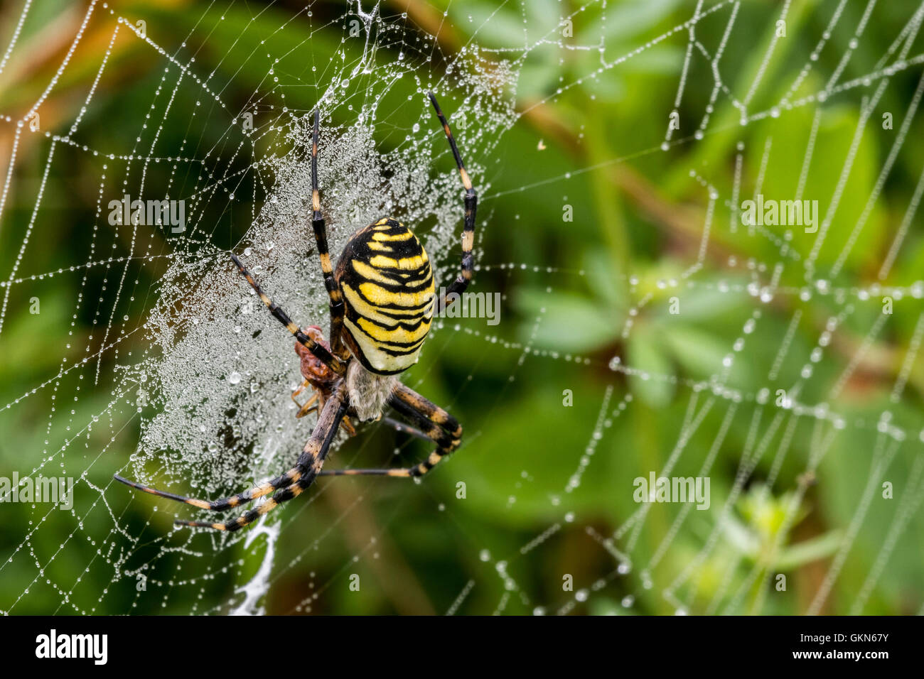 Wasp spider (Argiope bruennichi / Aranea brünnichii) alimentazione su insetti catturati nella spirale web orb Foto Stock
