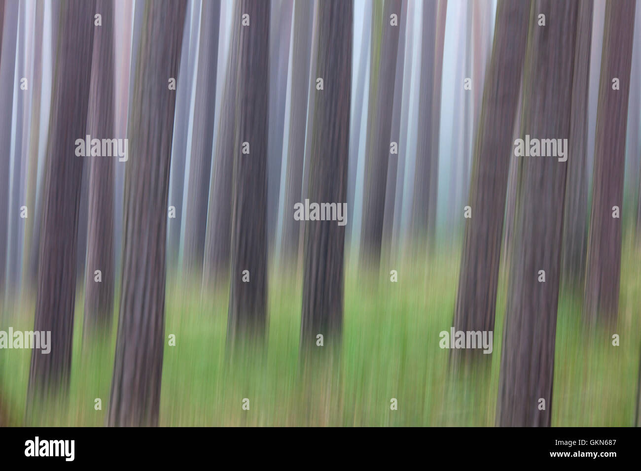 Immagine astratta di movimento sfocati di pino silvestre (Pinus sylvestris) tronchi di alberi nella foresta di conifere nella nebbia Foto Stock