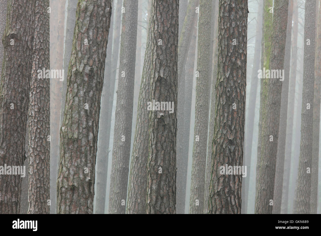Di Pino silvestre (Pinus sylvestris) tronchi di alberi nella foresta di conifere nella nebbia Foto Stock