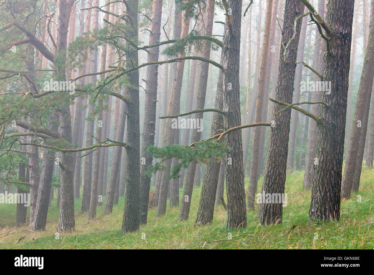 Di Pino silvestre (Pinus sylvestris) tronchi di alberi nella foresta di conifere nella nebbia Foto Stock