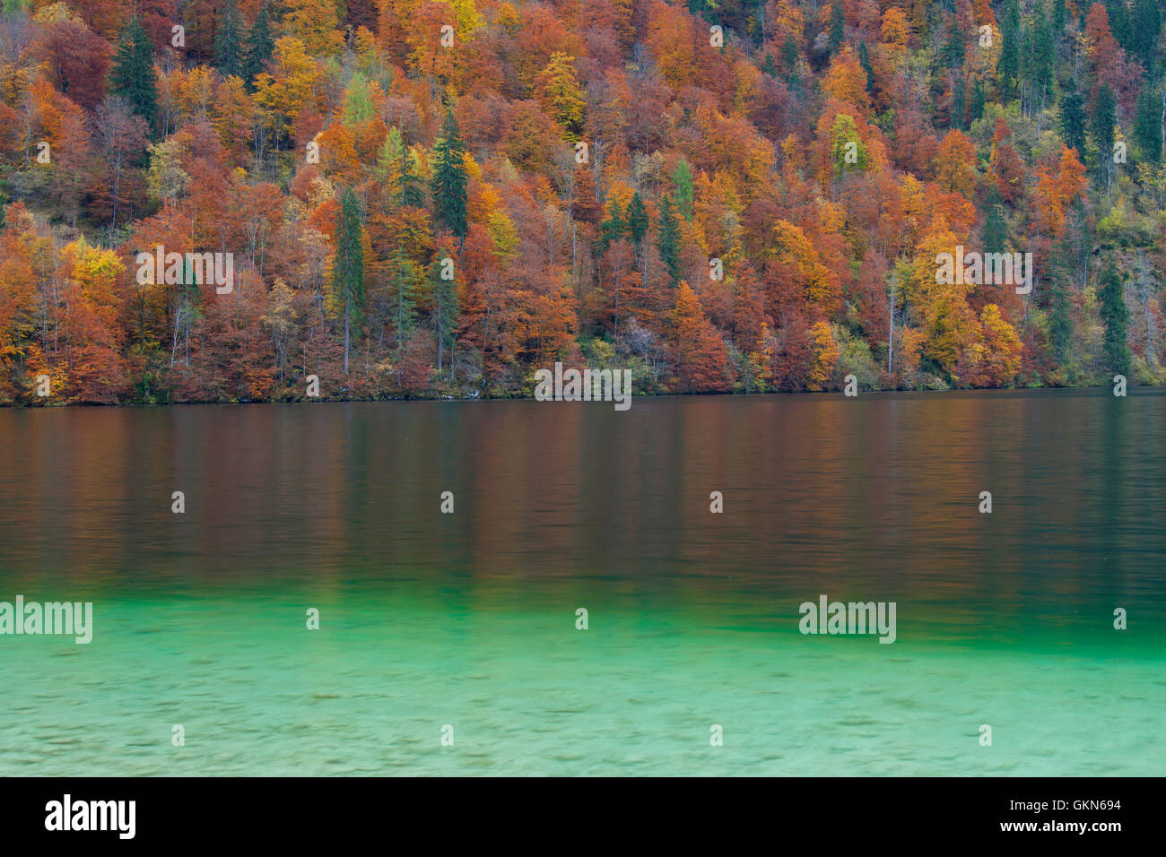 Bosco misto che mostra i colori autunnali lungo il Königssee / Kings lake, il Parco Nazionale di Berchtesgaden, Alpi Bavaresi, Baviera, Germania Foto Stock