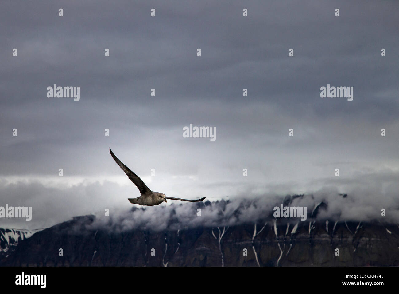 Fulmar in volo Foto Stock