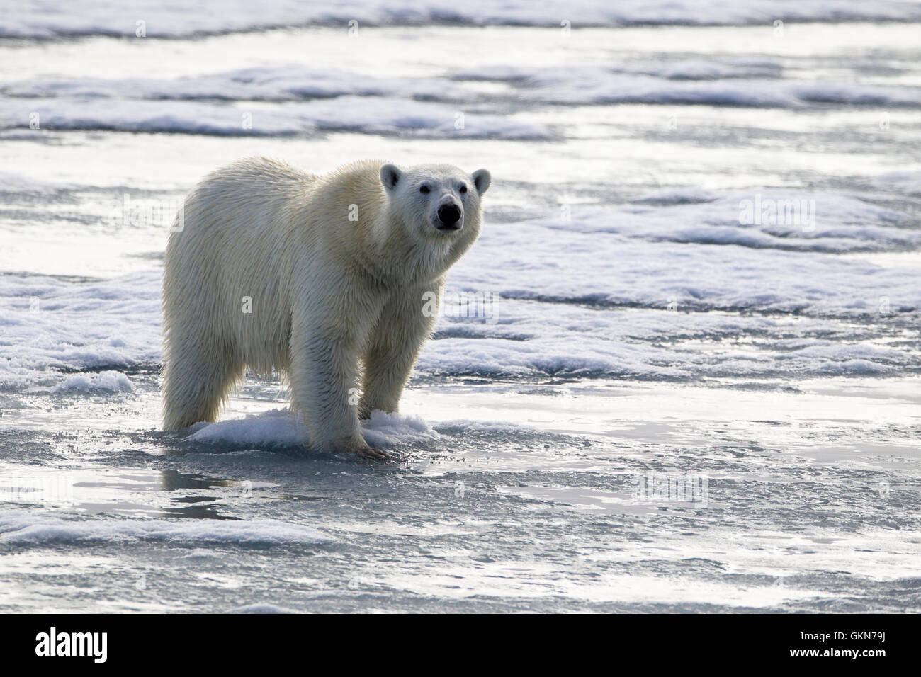 Orso polare, Ursus Maritimus, Passeggiate sul ghiaccio, Svalbard artico. Foto Stock