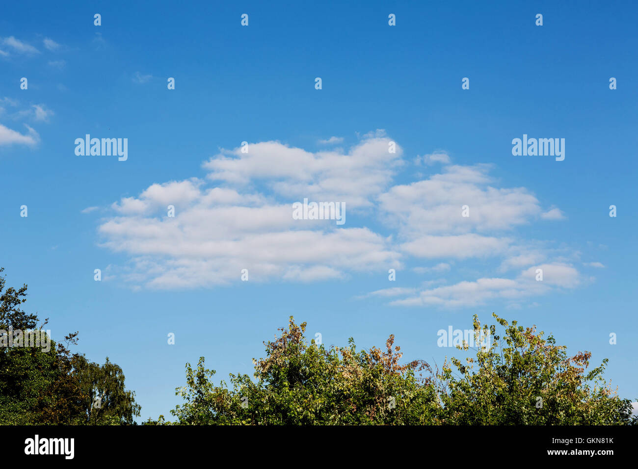 Chiaro Cielo di estate blu con una bianca nuvola soffice e una linea di albero con spazio di copia Foto Stock