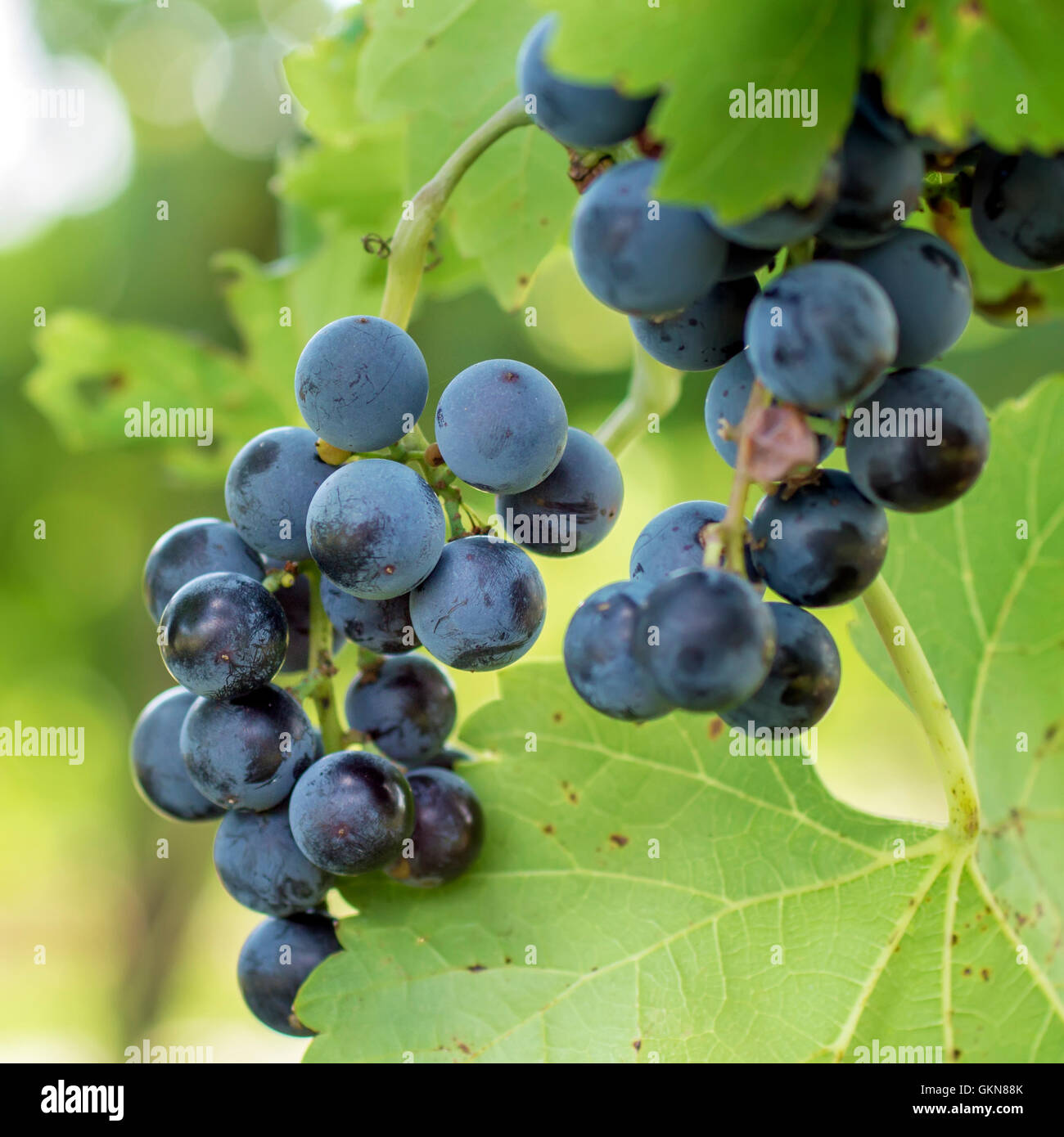 Bunche di uve blu, foto all'aperto Foto Stock