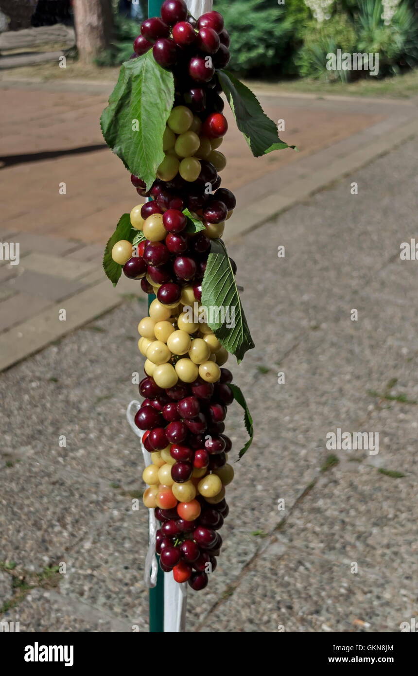 Festa della ciliegia di frutta in Kyustendil, presentment fuori la loro produzione di frutta cruda, Bulgaria Foto Stock