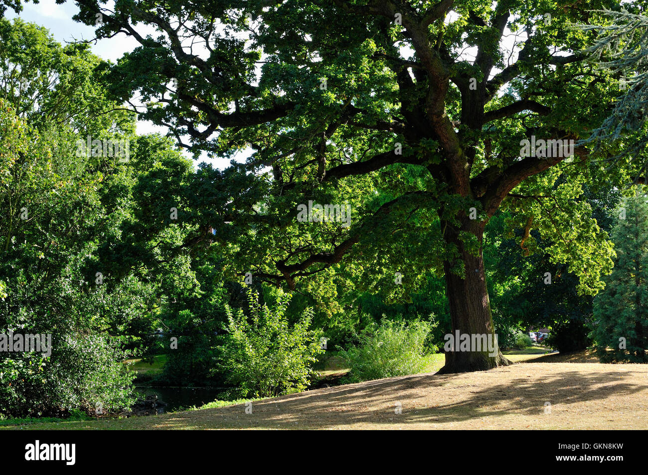 Alberi a Springfield Park, Upper Clapton, Hackney, Londra, Regno Unito, in estate Foto Stock