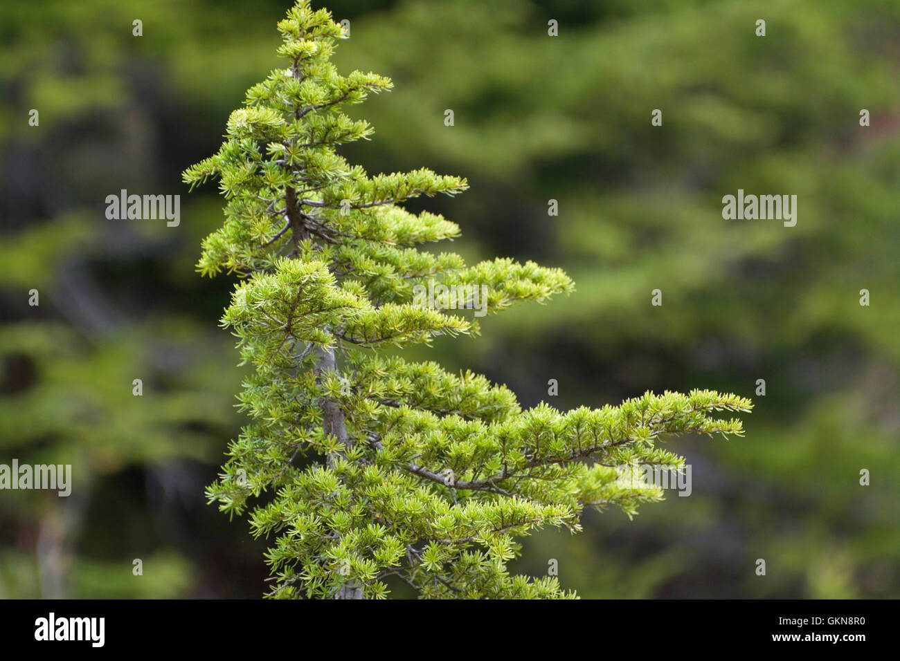 Bella magico verde giovane di conifere Abete danze in forma con il West Coast British Columbian vento circondato da una foresta pluviale Foto Stock