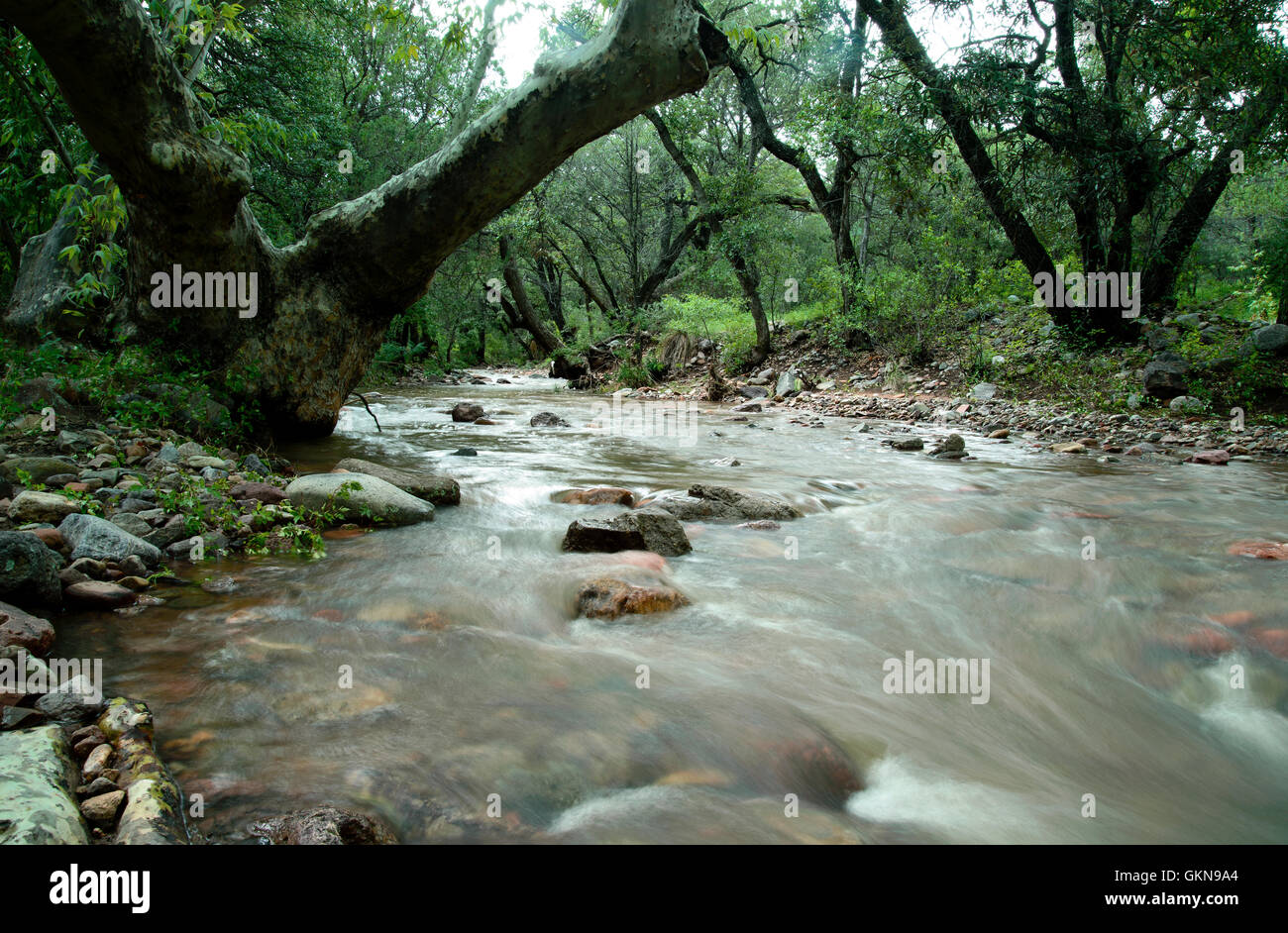 Stagionale del flusso di monsone riempie la grotta Creek in Santa Rita montagne, grotta Canyon, Foresta Nazionale di Coronado, Sonoita, Arizona, Stati Uniti d'America Foto Stock