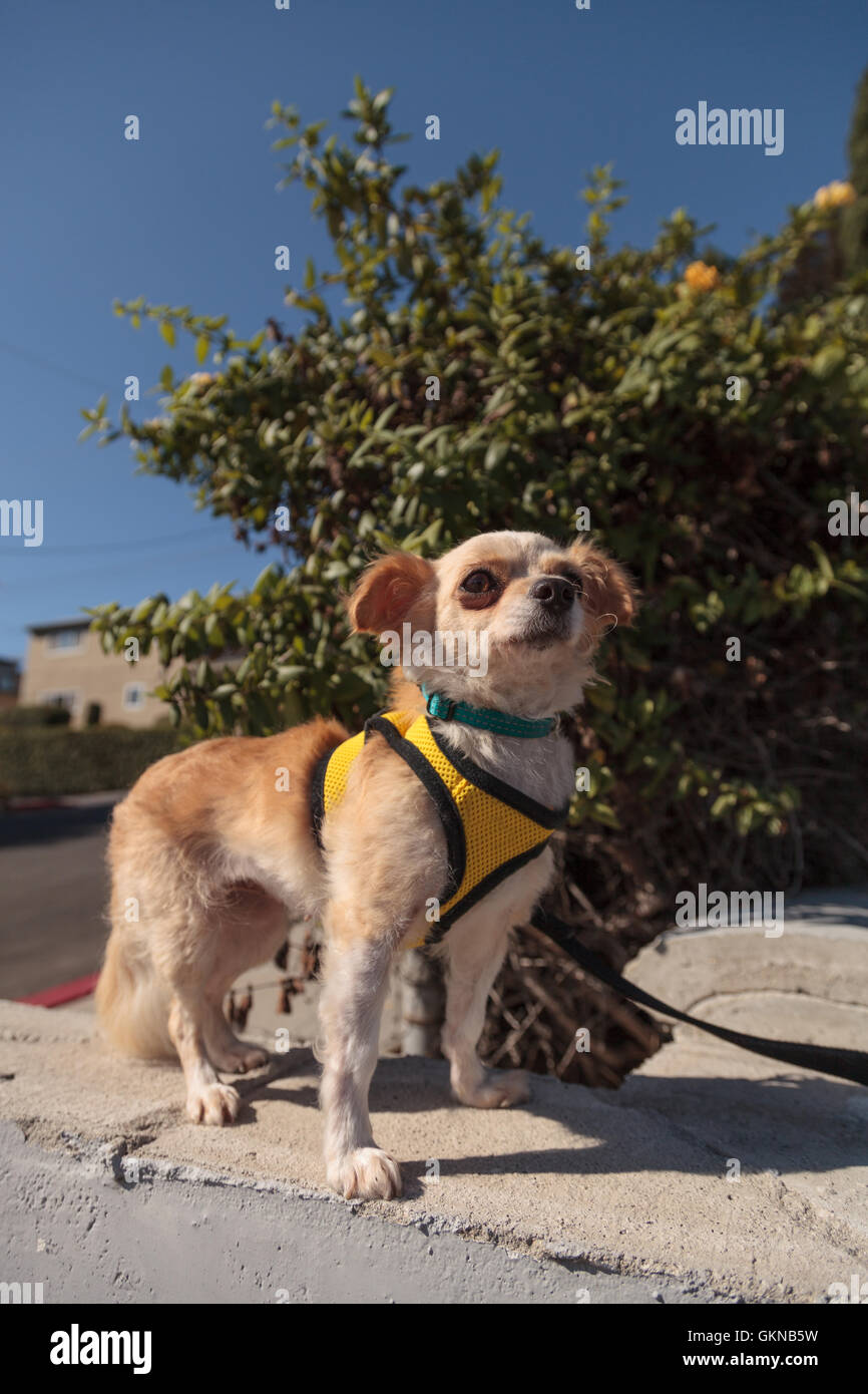 Piccola bionda Chihuahua cucciolo di cane in un cavo giallo su una passeggiata Foto Stock