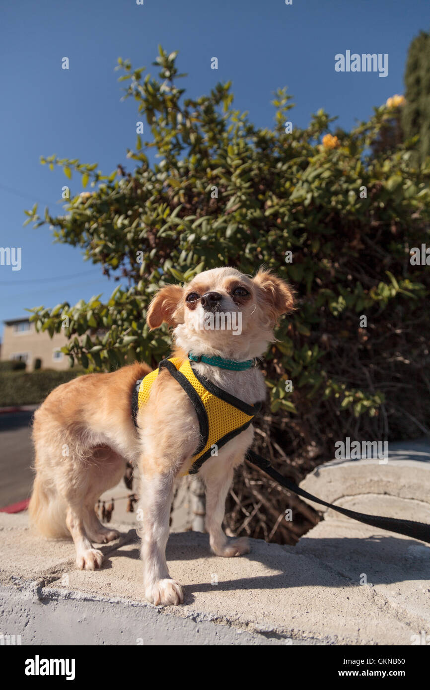 Piccola bionda Chihuahua cucciolo di cane in un cavo giallo su una passeggiata Foto Stock