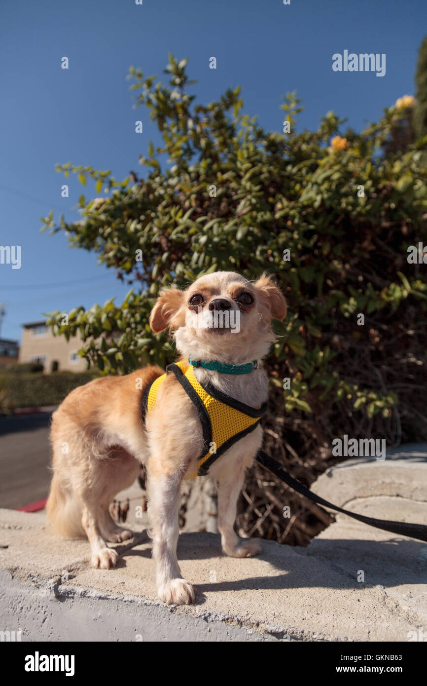 Piccola bionda Chihuahua cucciolo di cane in un cavo giallo su una passeggiata Foto Stock