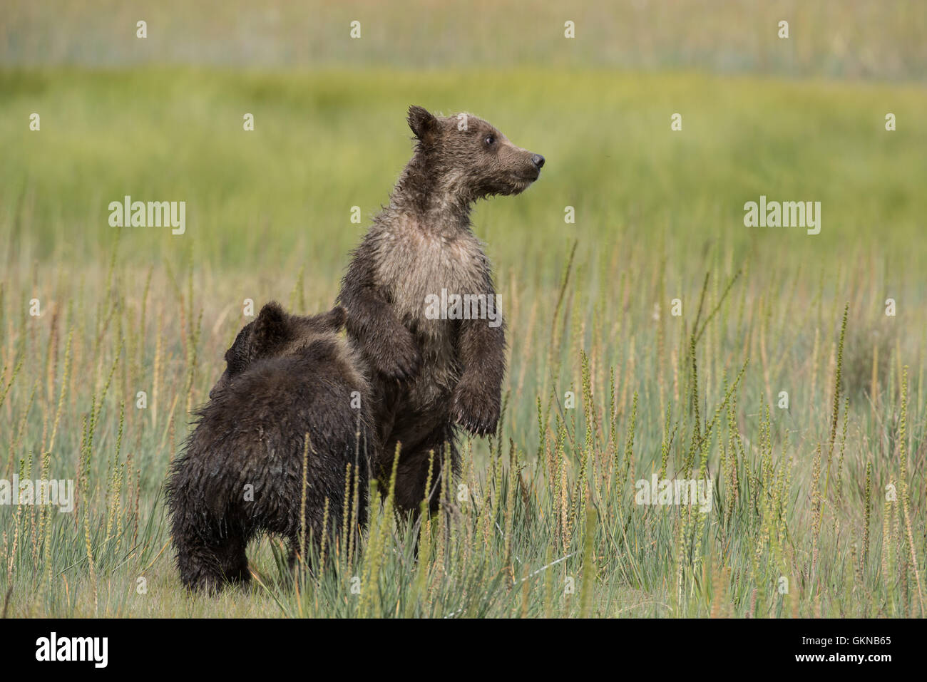 Alaskan brown Bear Cub permanente. Foto Stock