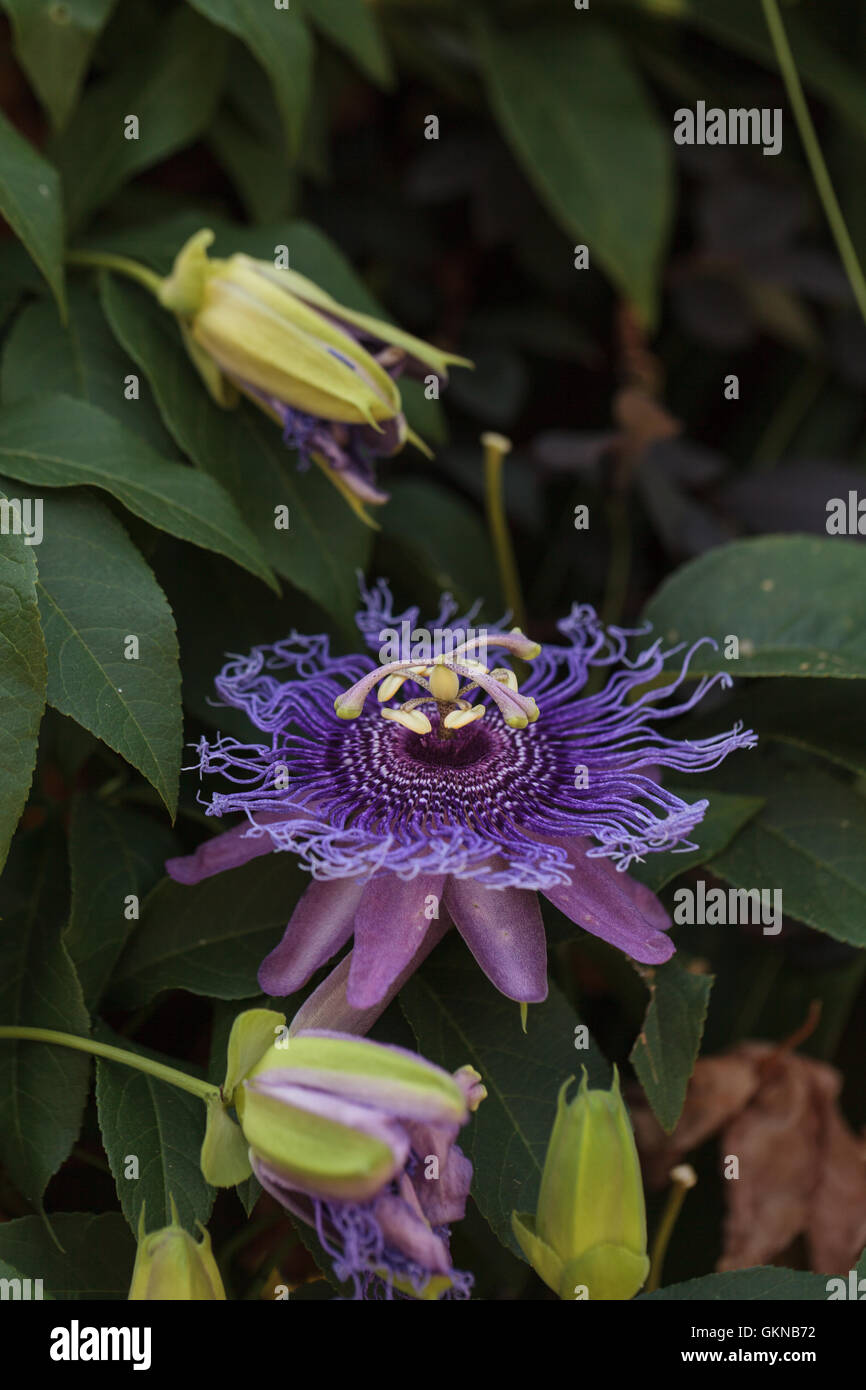 Viola fiore della passione Passiflora caerulea su una vite in un giardino in estate Foto Stock