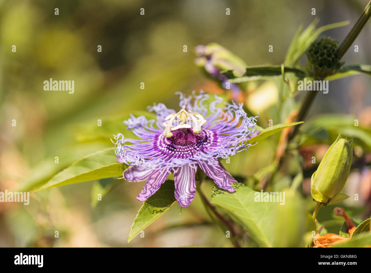 Viola fiore della passione Passiflora caerulea su una vite in un giardino in estate Foto Stock