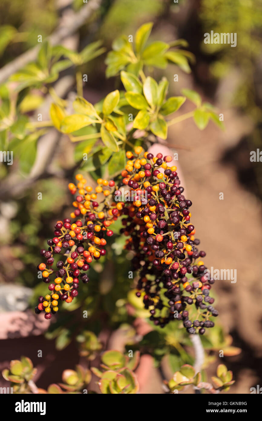 Colorato di rosso, di porpora, di colore giallo e bacche di colore arancione su di un sambuco Sambucus bush Foto Stock