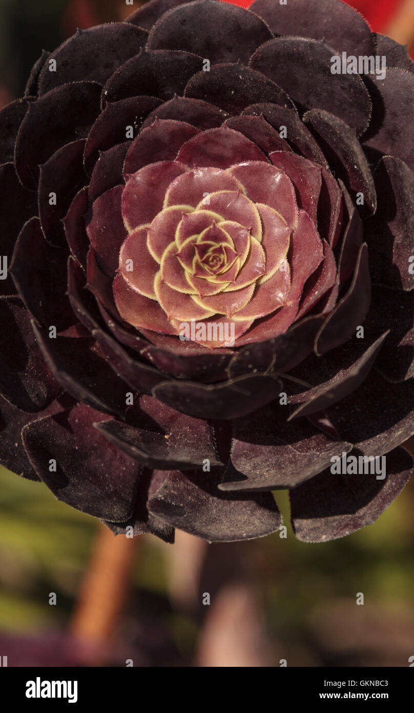 Rosso scuro succulente Echeveria pulidonis è nativo per il Messico. Foto Stock