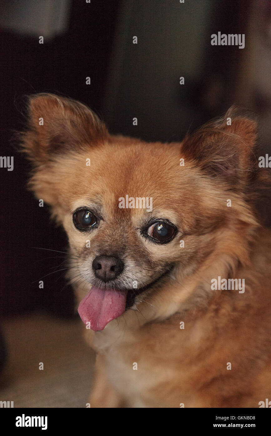 Chubby anziani Chihuahua mix di Pomerania cane sorridente Foto Stock