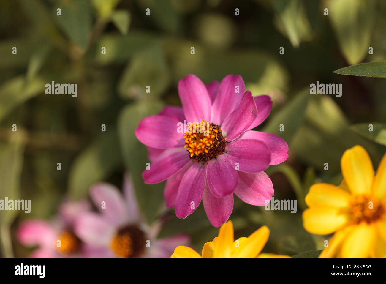 Zinnia fiore, Zinnia elegans, sboccia in un giardino in primavera Foto Stock