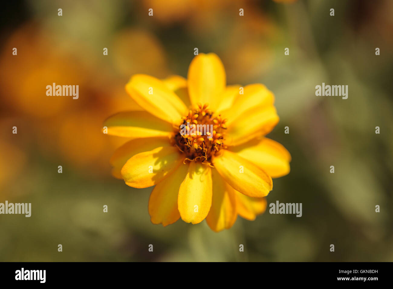 Zinnia fiore, Zinnia elegans, sboccia in un giardino in primavera Foto Stock
