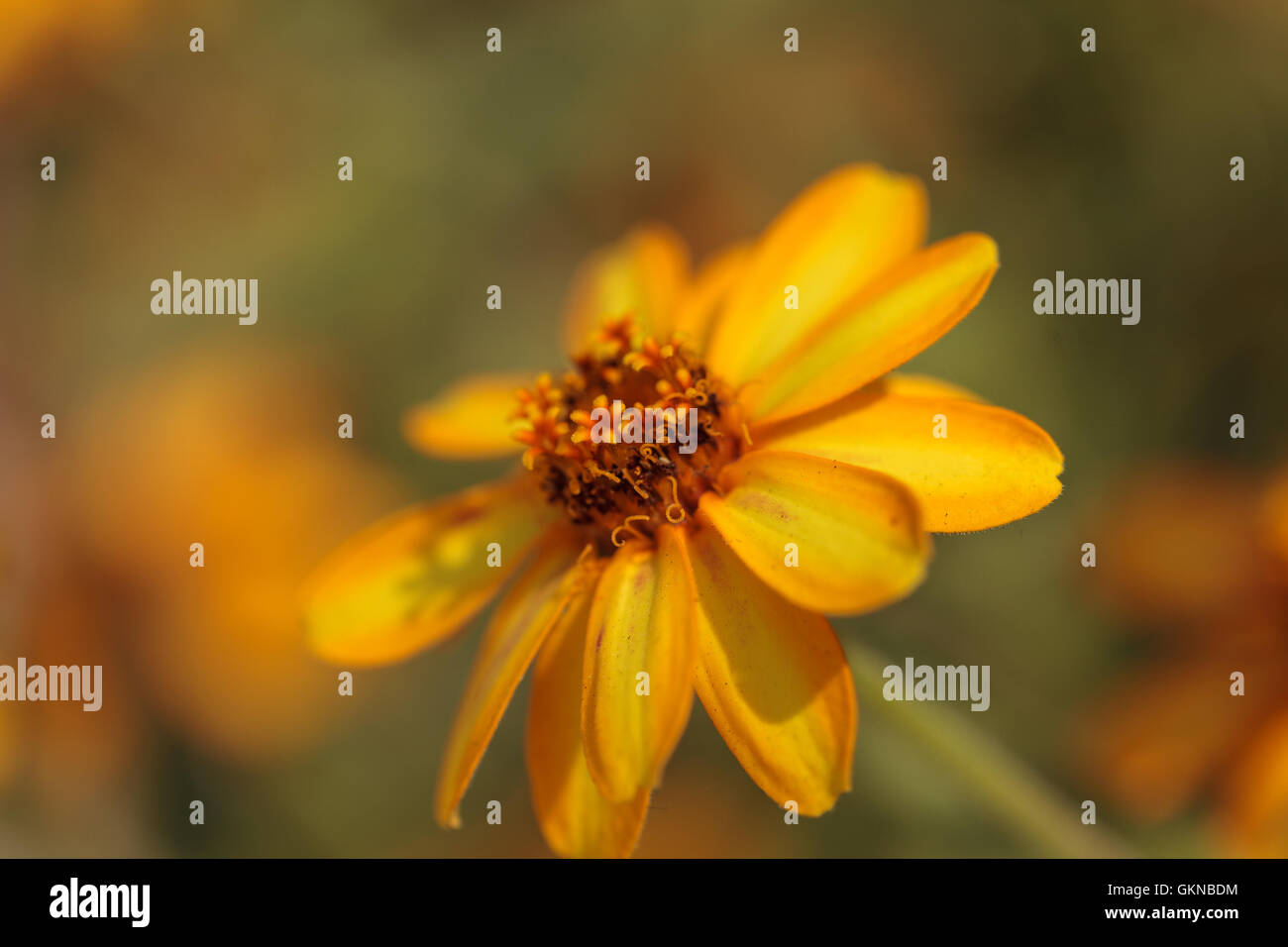 Zinnia fiore, Zinnia elegans, sboccia in un giardino in primavera Foto Stock