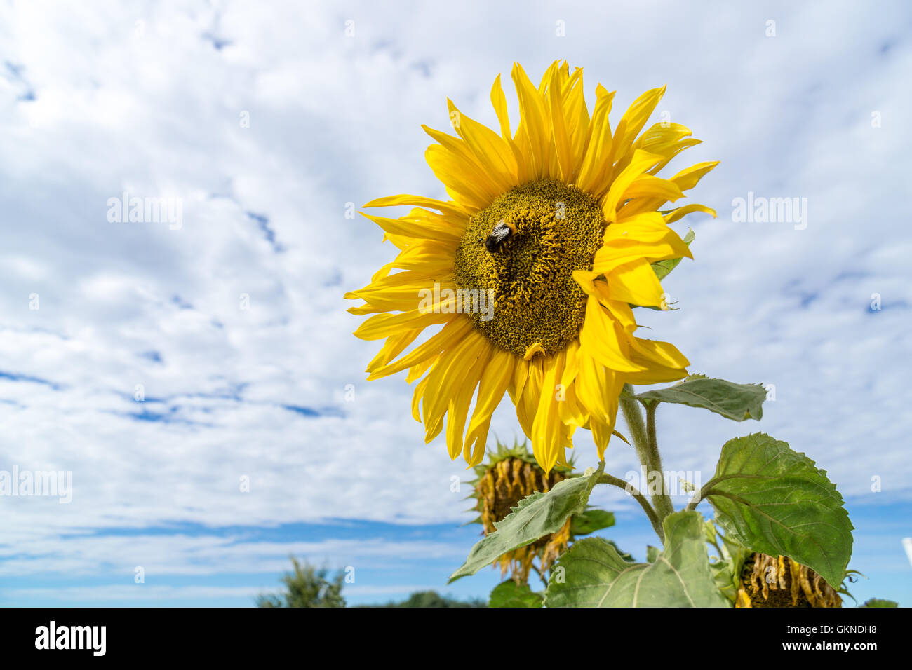 Ape su girasole e succhiare il nettare per la produzione di miele Foto Stock