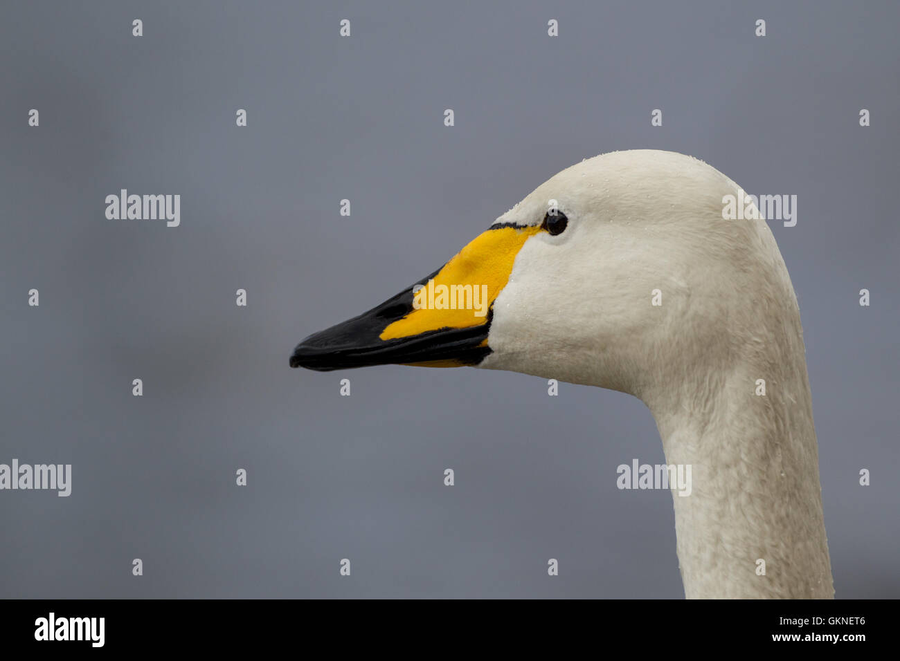 Adulto Whooper Swan ritratto preso a WWT Welney, Norfolk, Regno Unito Foto Stock