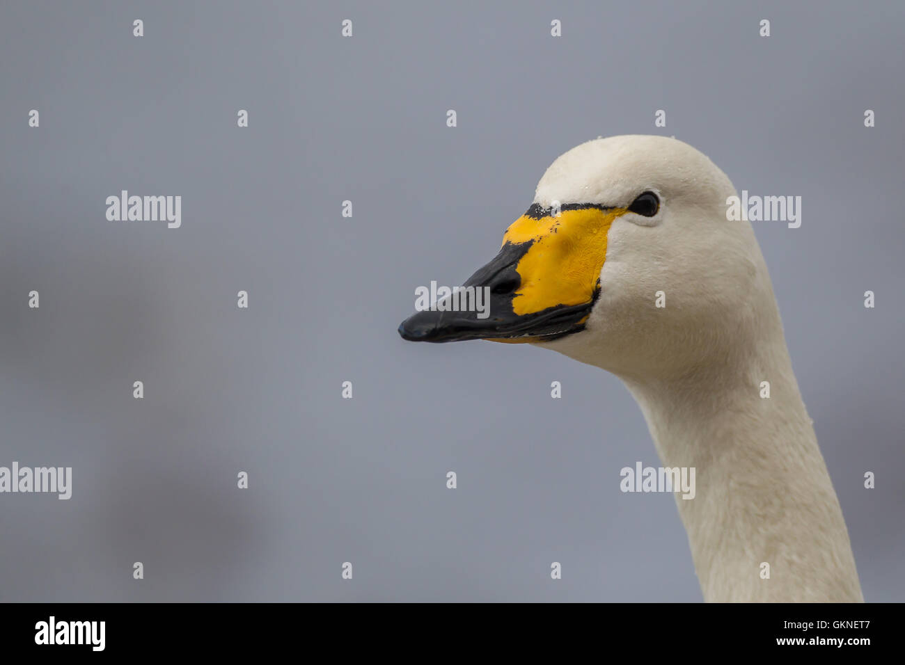 Adulto Whooper Swan ritratto preso a WWT Welney, Norfolk, Regno Unito Foto Stock