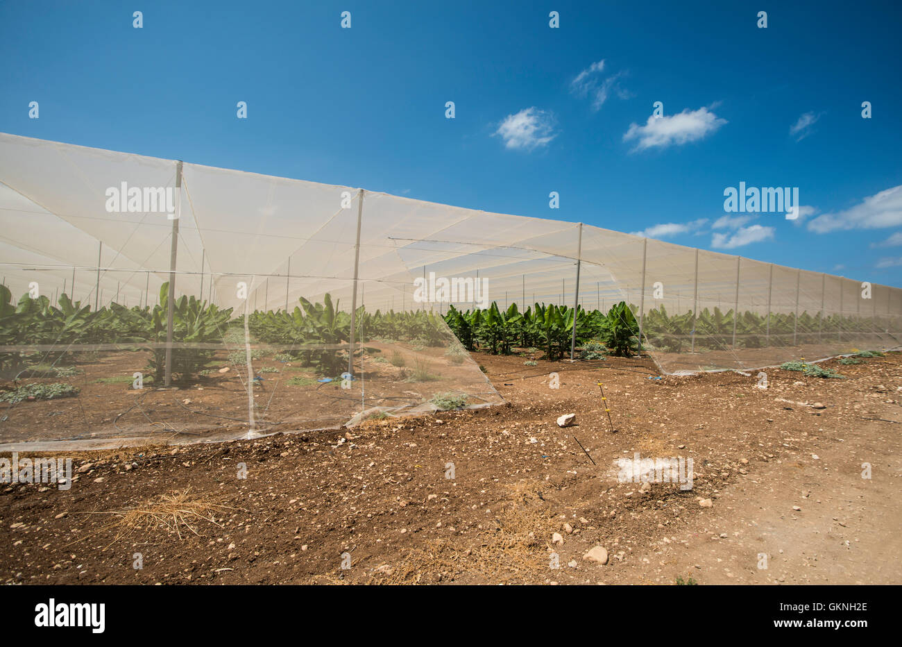 Piantagione di banane serra Foto Stock