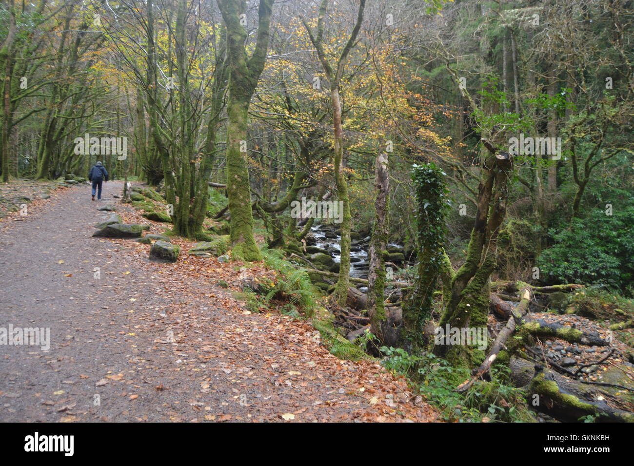 Parco Nazionale di Killarney, Irlanda Foto Stock