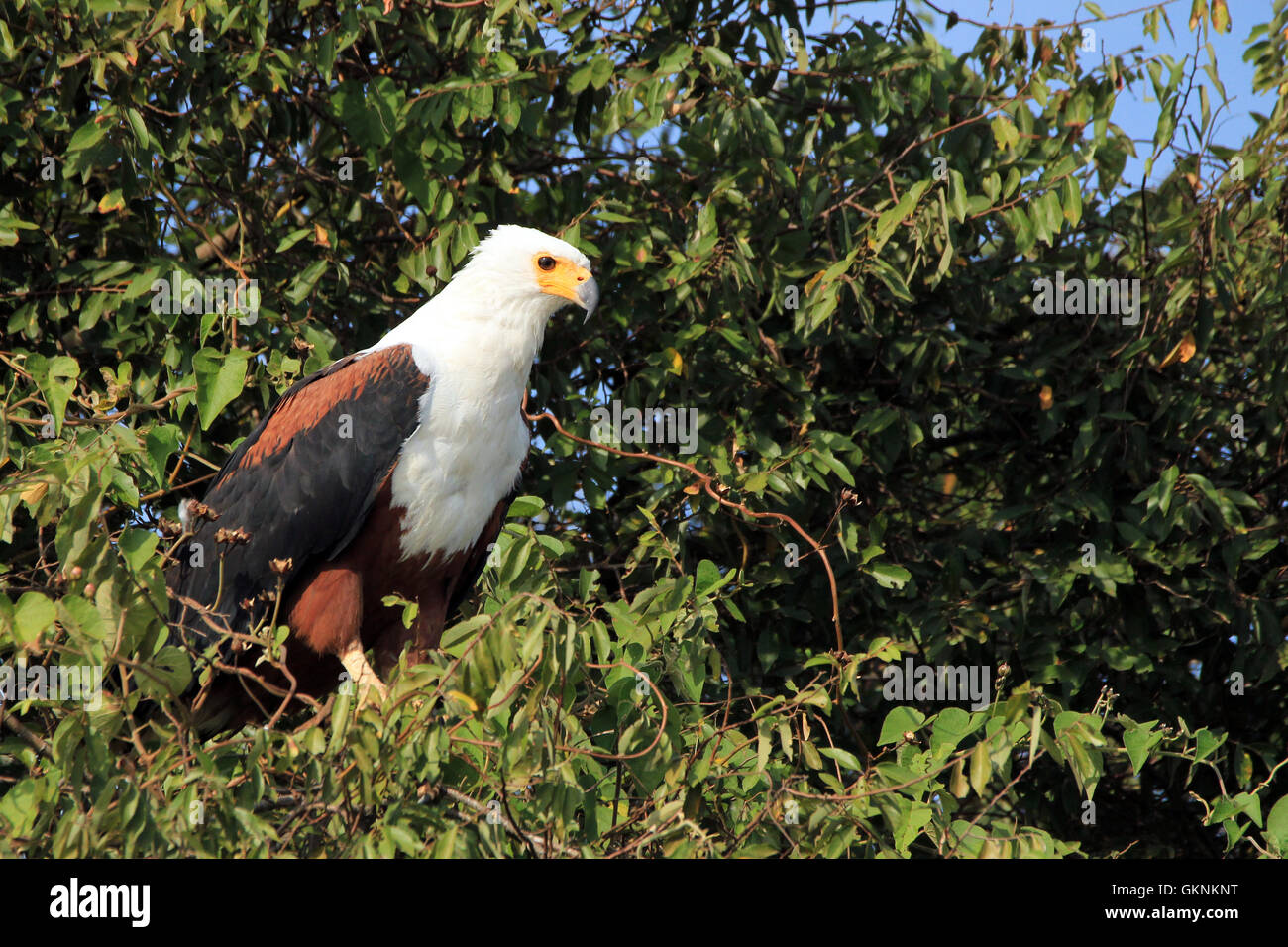 African Fish Eagle (Haliaeetus vocifer) in una struttura ad albero. Lago Mburo, Uganda Foto Stock