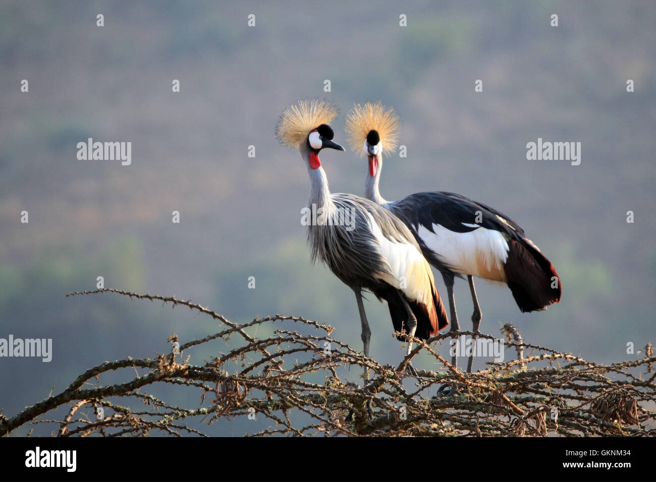 Grey Crowned Crane (Balearica regulorum) coppia sulla parte superiore della struttura. Lago Mburo, Uganda Foto Stock