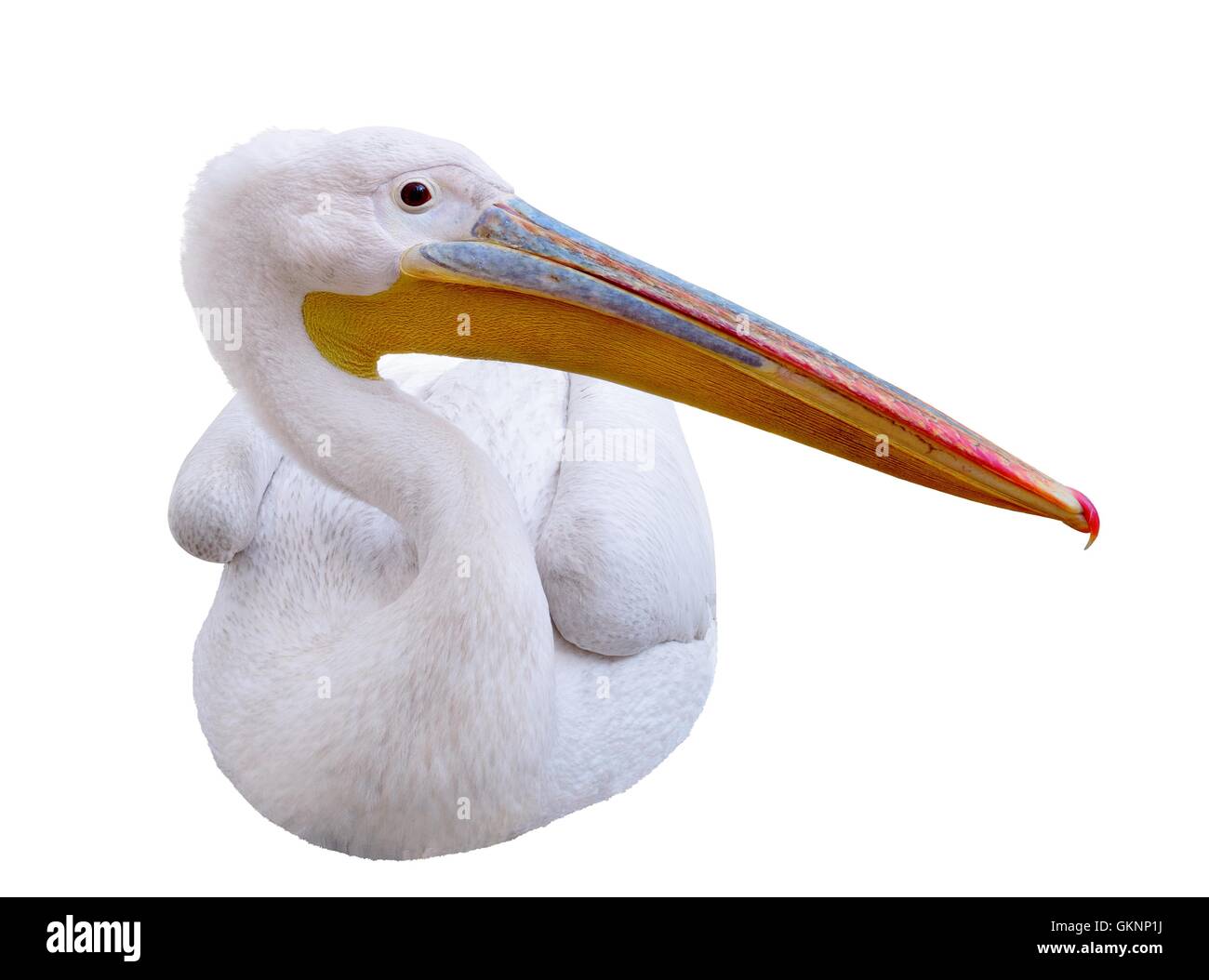 Pelican seduta lateralmente guarda nell'immagine. Foto Stock